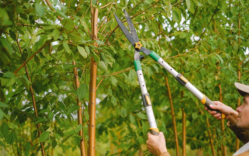 Tree trimming in Fields, OR